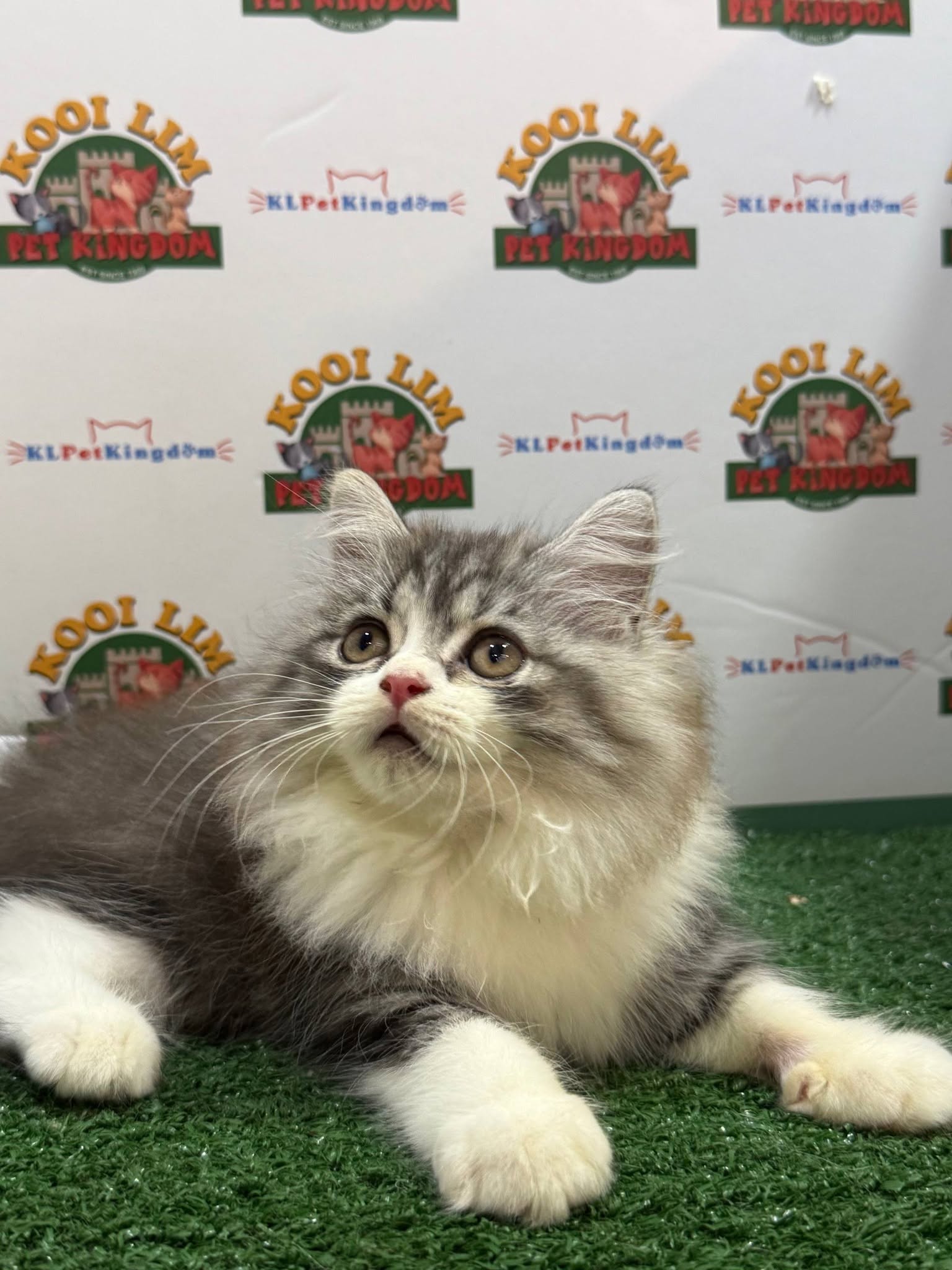 Kooi Lim Pet Kingdom • Old Klang Road 4