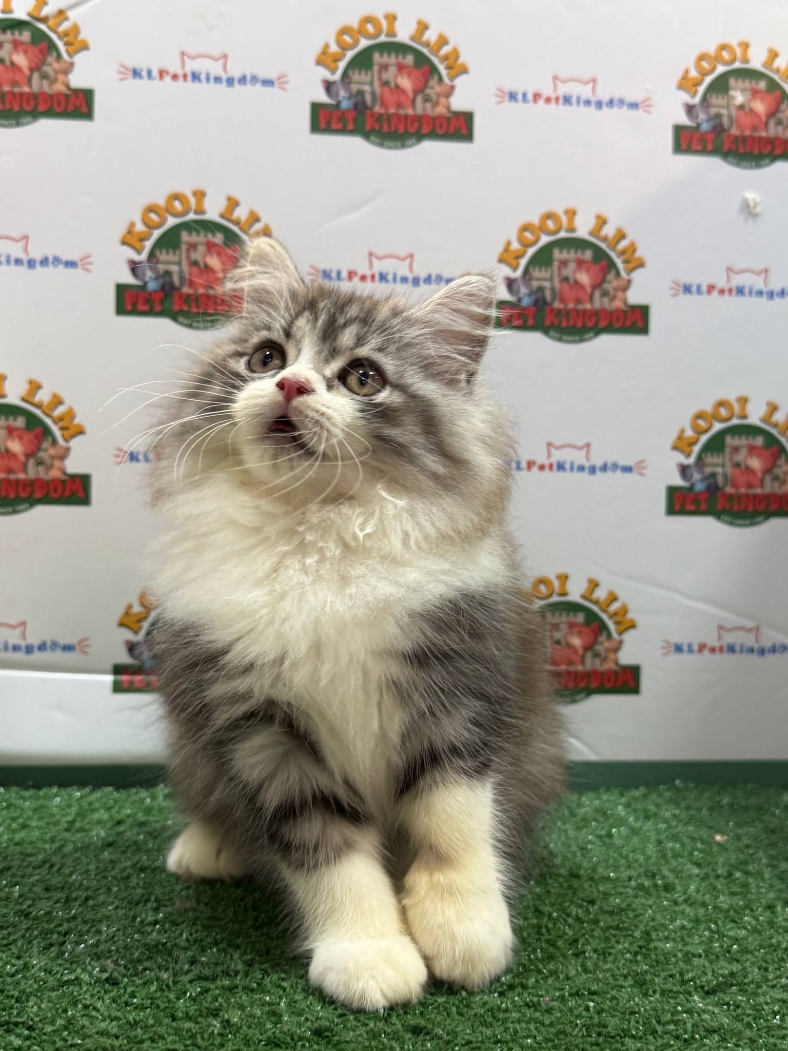 Kooi Lim Pet Kingdom • Old Klang Road 5