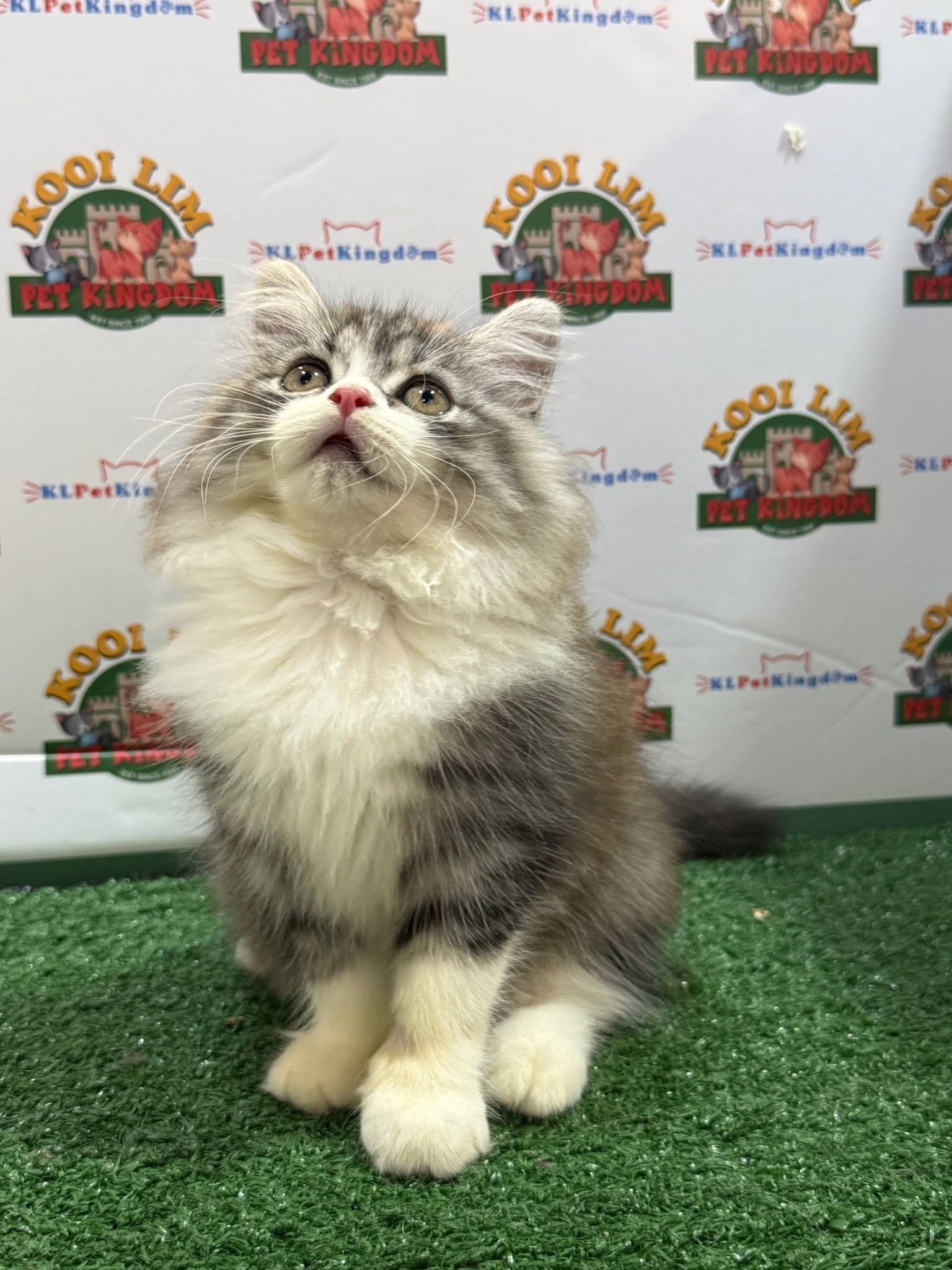 Kooi Lim Pet Kingdom • Old Klang Road 6