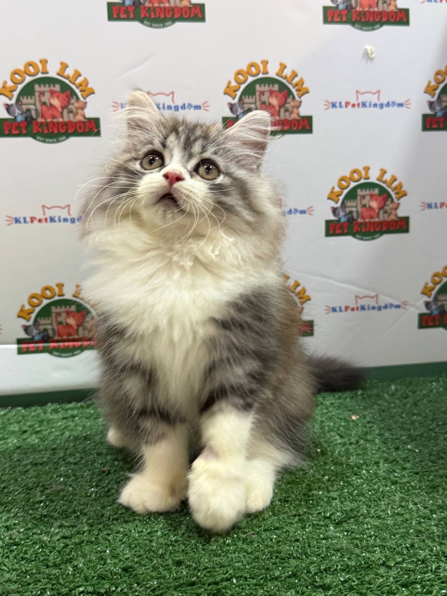 Kooi Lim Pet Kingdom • Old Klang Road 7
