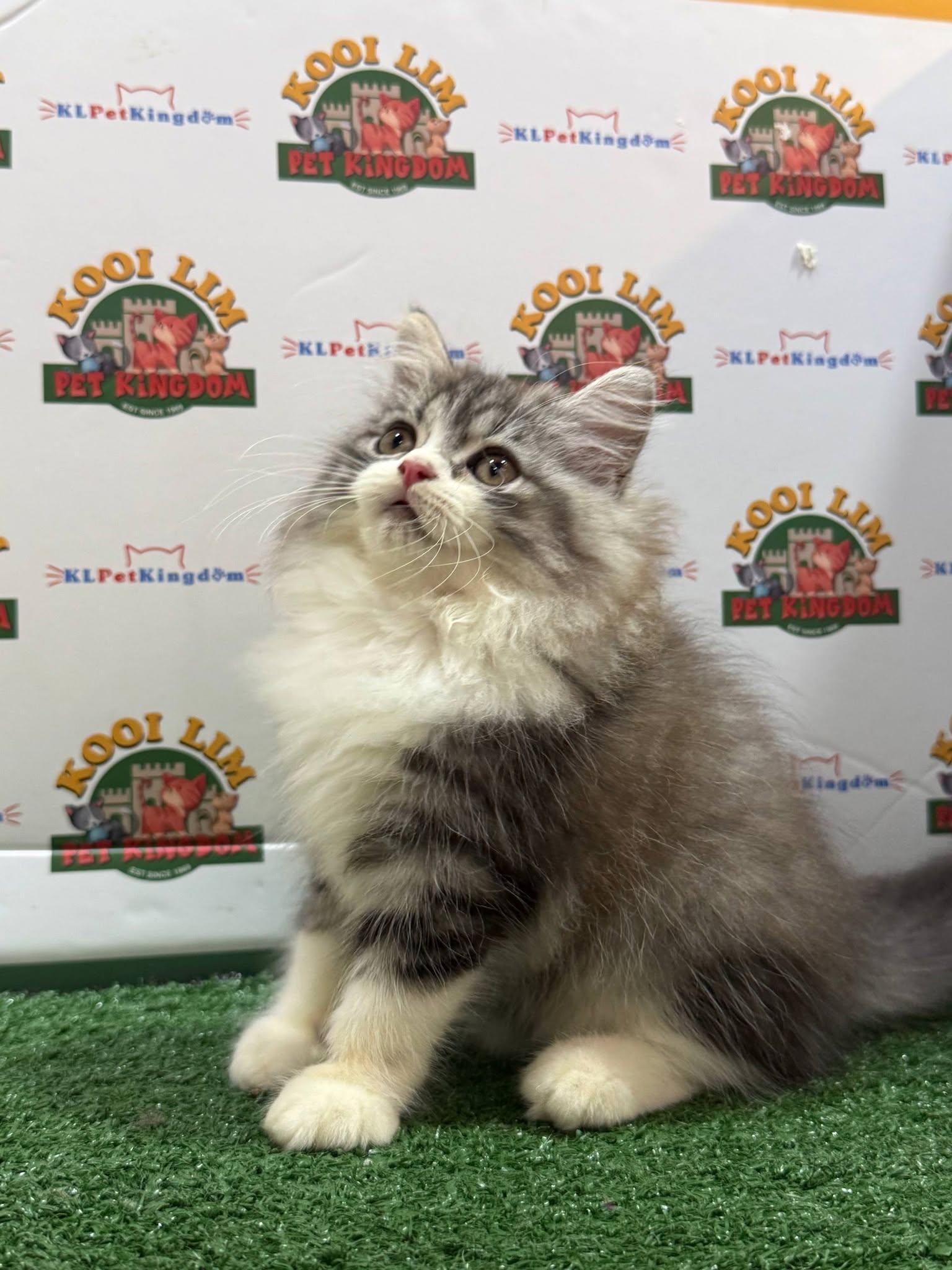 Kooi Lim Pet Kingdom • Old Klang Road 8