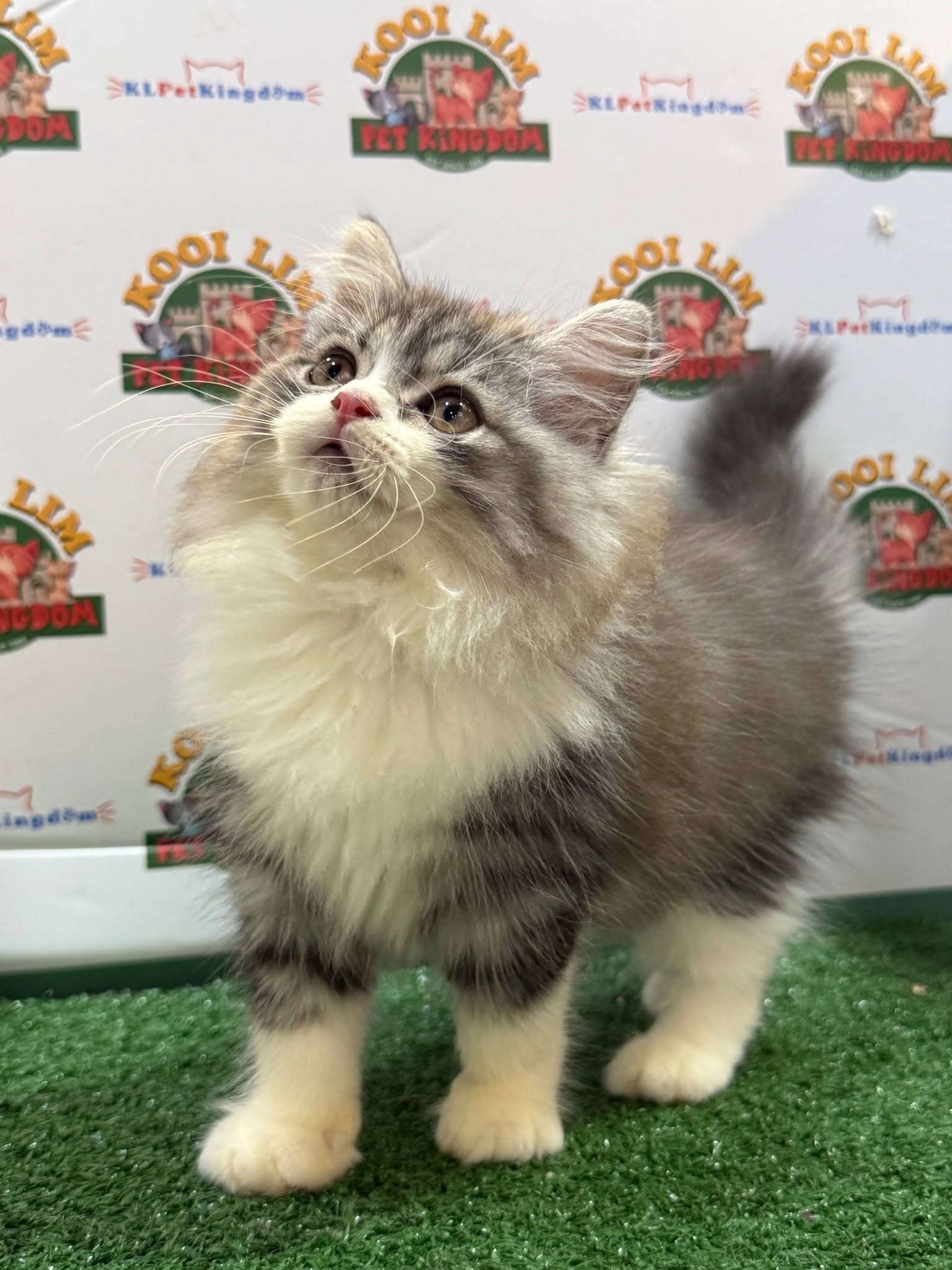 Kooi Lim Pet Kingdom • Old Klang Road 9